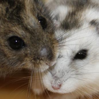 Siberian hamsters