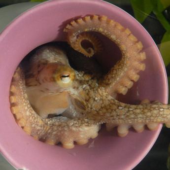 Octopus bimaculoides