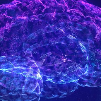 Brain illustration