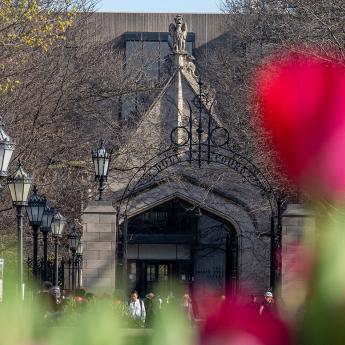 Tulips in front of Cobb Gate