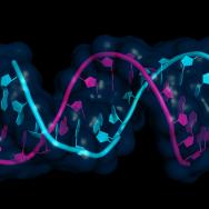 Two twining strands of RNA in different colors